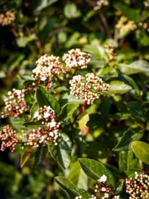 Viburnum tinus "Grandiflora"