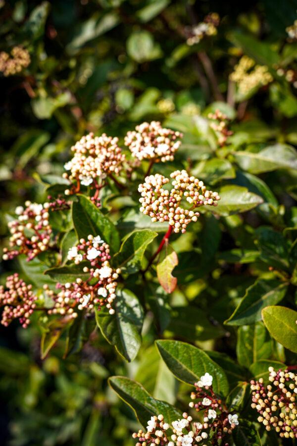 Viburnum tinus "Grandiflora"
