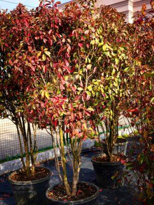 Photinia fraseri Red Robin"Umbrella"