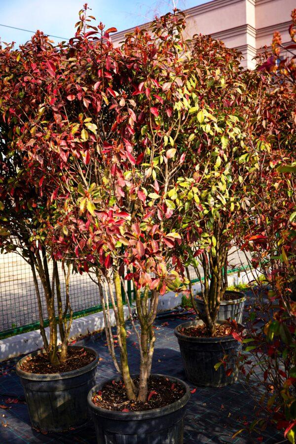 Photinia fraseri Red Robin"Umbrella"