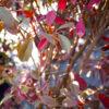 Photinia fraseri Red Robin