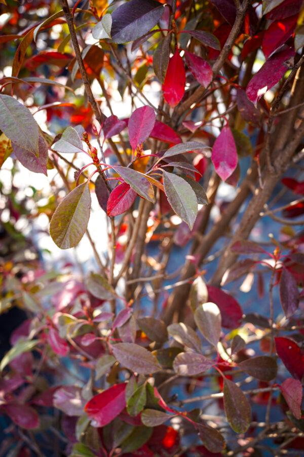 Photinia fraseri Red Robin