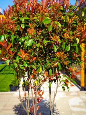 Photinia fraseri "Red Robin" multistem