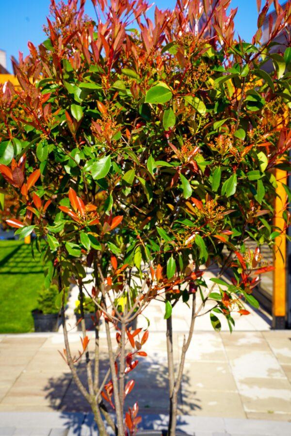 Photinia fraseri "Red Robin" multistem