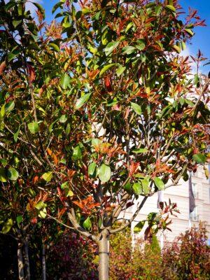 Photinia fraseri "Red Robin" na štapu
