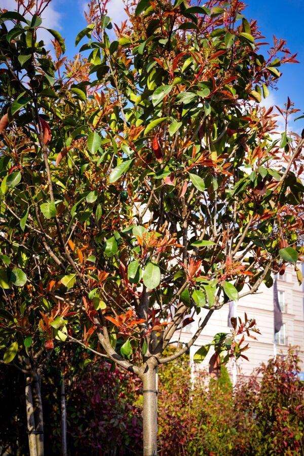 Photinia fraseri "Red Robin" na štapu