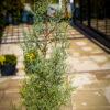 Cupressus Arizonica