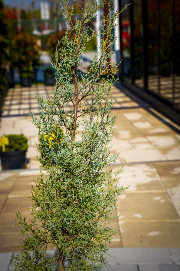 Cupressus Arizonica