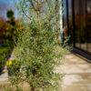 Cupressus Arizonica