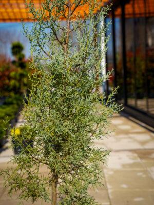 Cupressus Arizonica