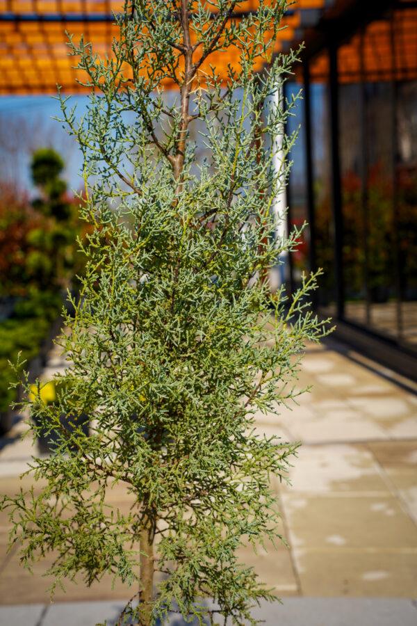 Cupressus Arizonica