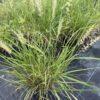 Pennisetum (ukrasna trava) Pennisetum (ukrasna trava)