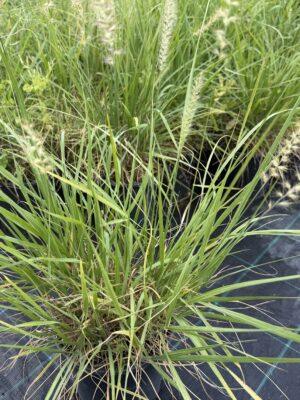 Pennisetum (ukrasna trava) Pennisetum (ukrasna trava)