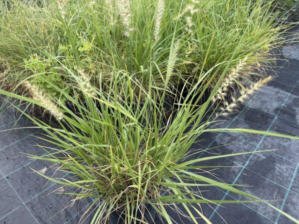 Pennisetum (ukrasna trava) Pennisetum (ukrasna trava)