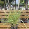 Pennisetum (ukrasna trava) Pennisetum (ukrasna trava)