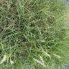 Pennisetum (ukrasna trava) Pennisetum (ukrasna trava)