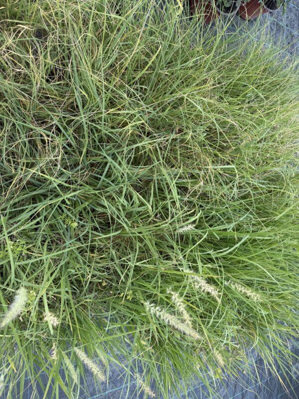 Pennisetum (ukrasna trava) Pennisetum (ukrasna trava)