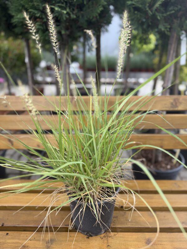 Pennisetum (ukrasna trava) Pennisetum (ukrasna trava)