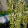 Cedrus atlantica "Pendula"