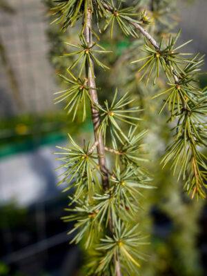 Cedrus atlantica "Pendula"