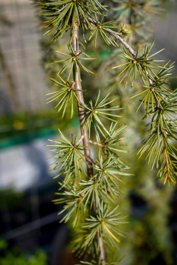 Cedrus atlantica "Pendula"