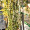 Cedrus atlantica "Pendula"