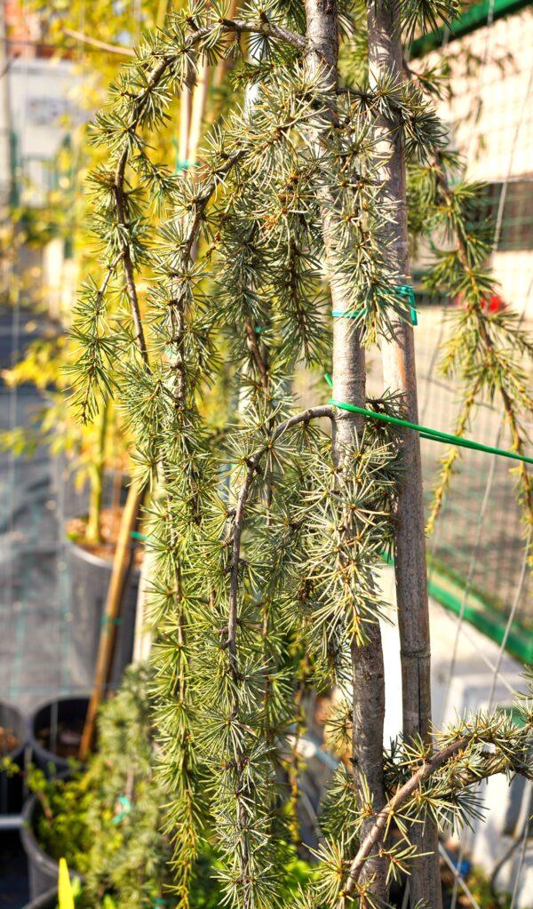 Cedrus atlantica "Pendula"