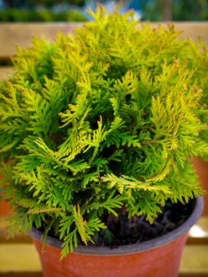 Thuja occidentalis "Mirjam"
