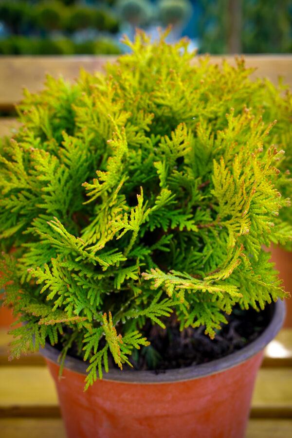 Thuja occidentalis "Mirjam"