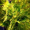 Thuja occidentalis "Danica"