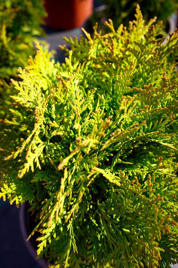 Thuja occidentalis "Danica"
