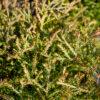Thuja occidentalis "Strasko"
