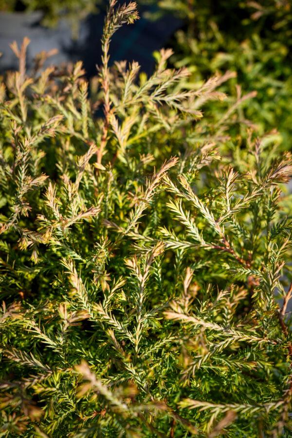 Thuja occidentalis "Strasko"