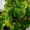 Chamaecyparis obtusa "Nana Gracilis"