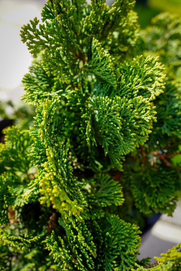 Chamaecyparis obtusa "Nana Gracilis"
