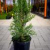 Cupressocyparis leylandii "Fastigiata"