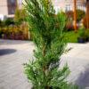 Cupressocyparis leylandii "Fastigiata"