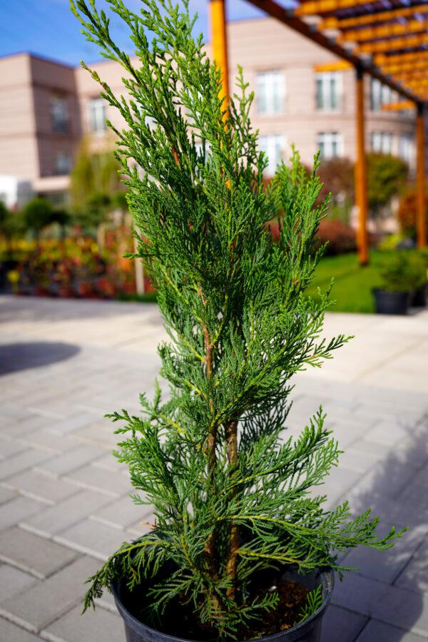 Cupressocyparis leylandii "Fastigiata"