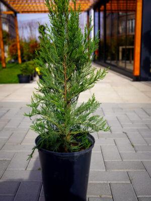 Cupressocyparis leylandii "Fastigiata"