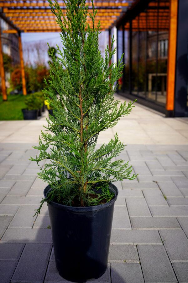 Cupressocyparis leylandii "Fastigiata"