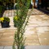 Cupressus sempervirens "Stricta"