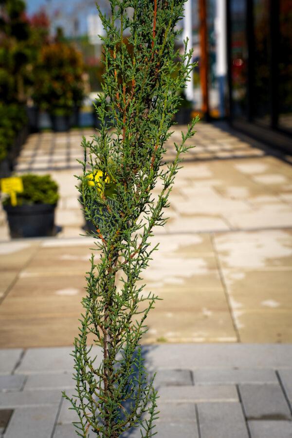 Cupressus sempervirens "Stricta"