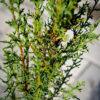 Cupressus sempervirens "Stricta"