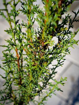 Cupressus sempervirens "Stricta"