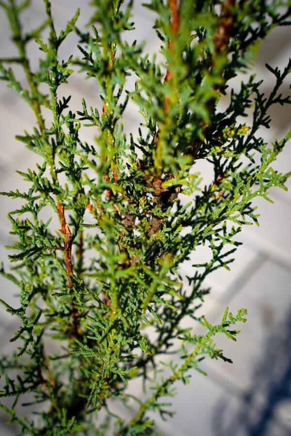 Cupressus sempervirens "Stricta"