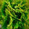 Thuja occidentalis "Bowling ball"