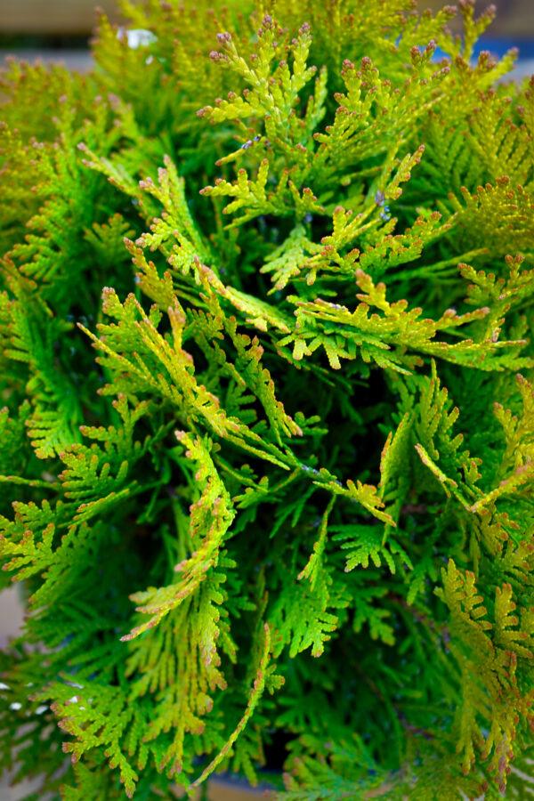 Thuja occidentalis "Bowling ball"