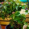 Vibrunum tinus