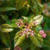 Vibrunum tinus