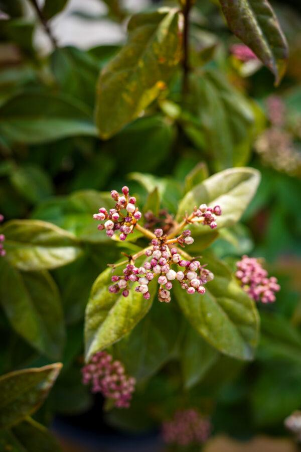 Vibrunum tinus